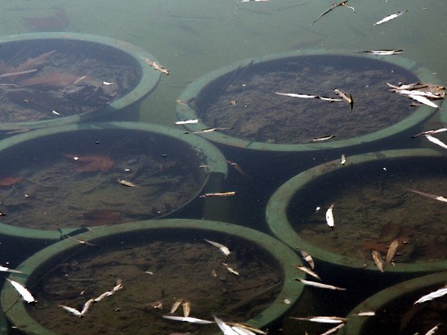 偏振鏡光學原理